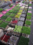 SX23955 Bloemenveiling Aalsmeer FloraHolland Flower Auction.jpg